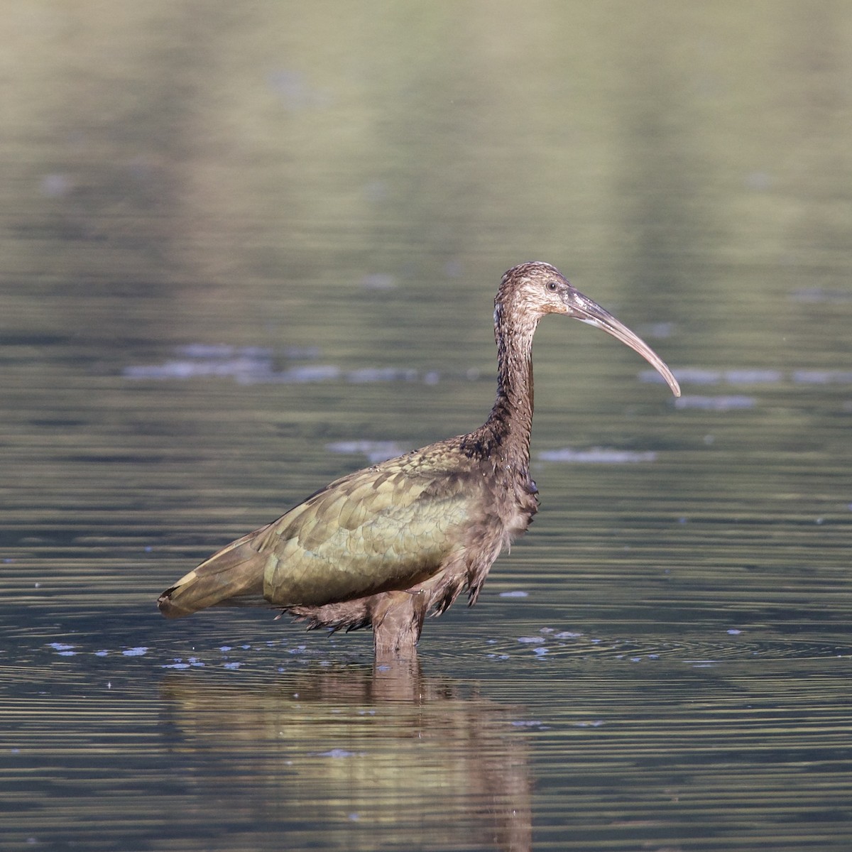 White-faced Ibis - ML622057246