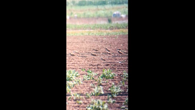 American Golden-Plover - ML622057254