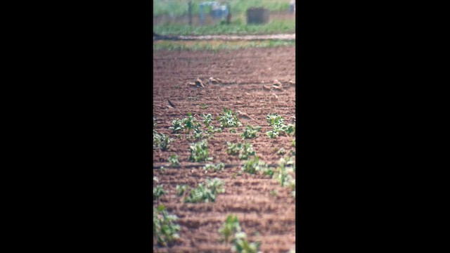 American Golden-Plover - ML622057256