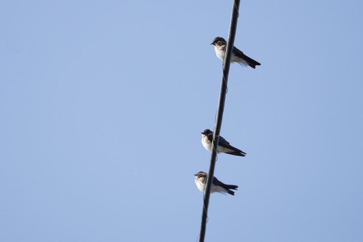 Northern Rough-winged Swallow - ML622057257