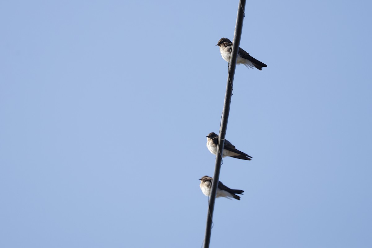 Golondrina Aserrada - ML622057257