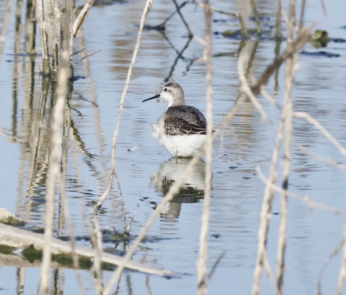 Falaropo Tricolor - ML622057263