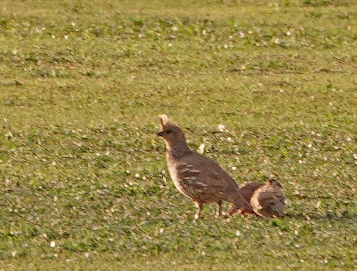 Colín Escamado - ML622057265