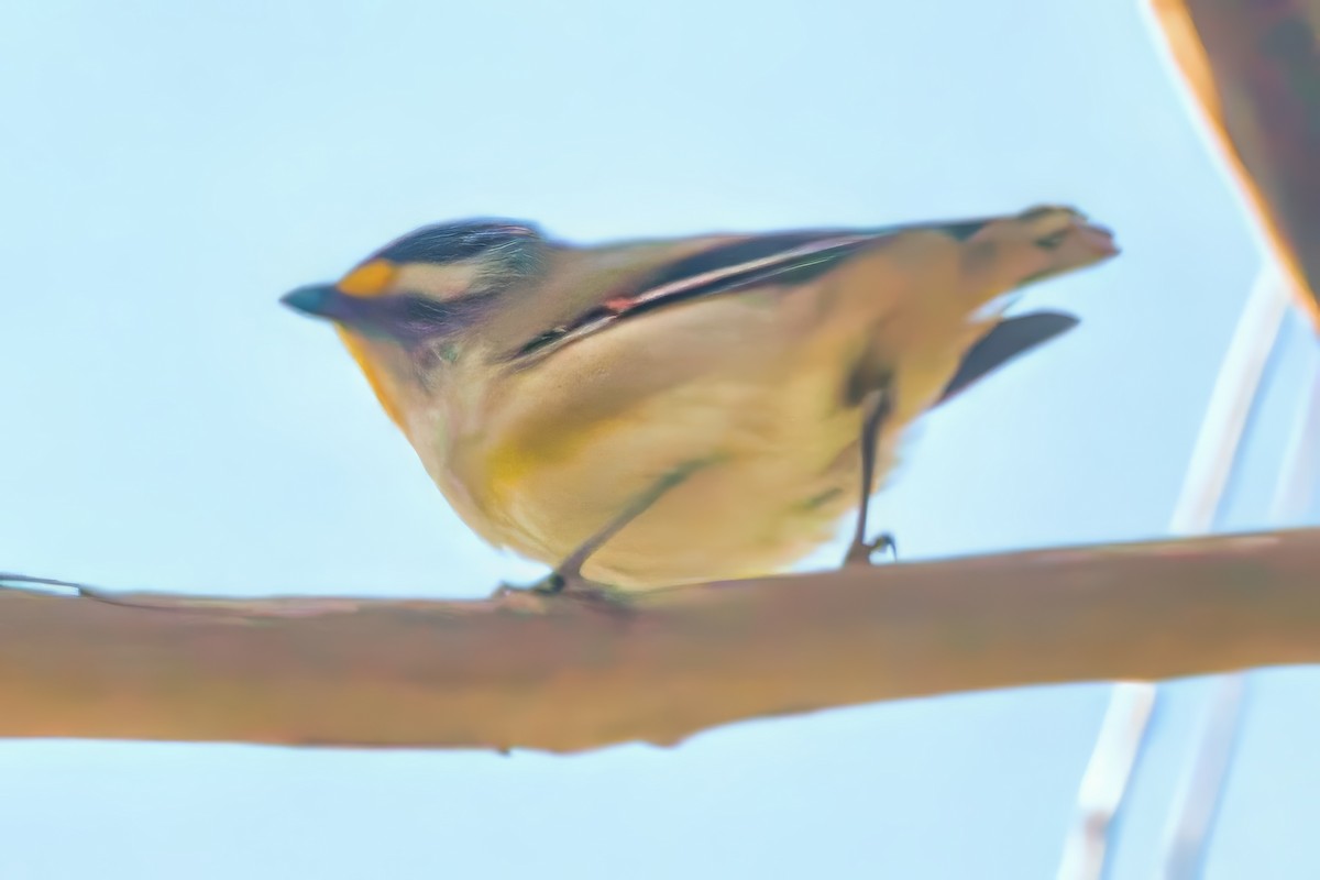 Striated Pardalote - ML622057274