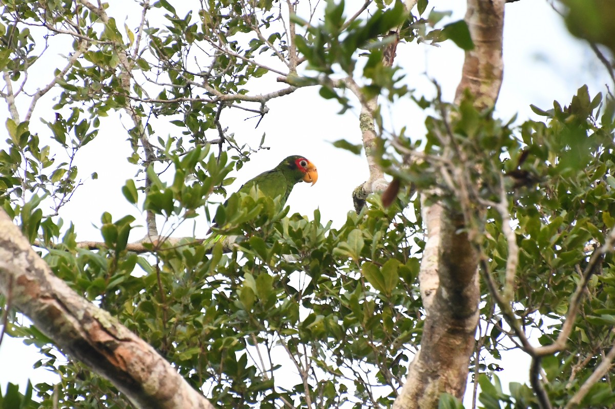 キバナボウシインコ - ML622057289