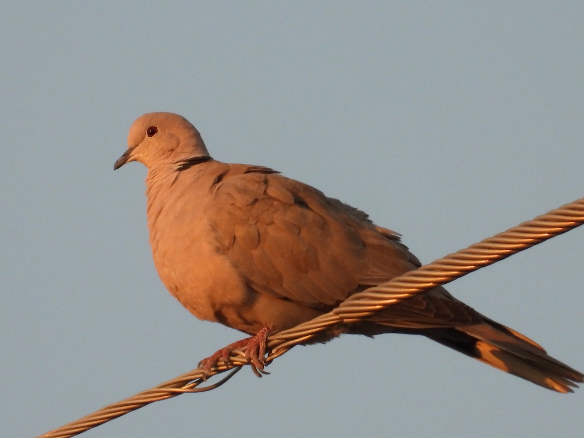 Eurasian Collared-Dove - ML622057290