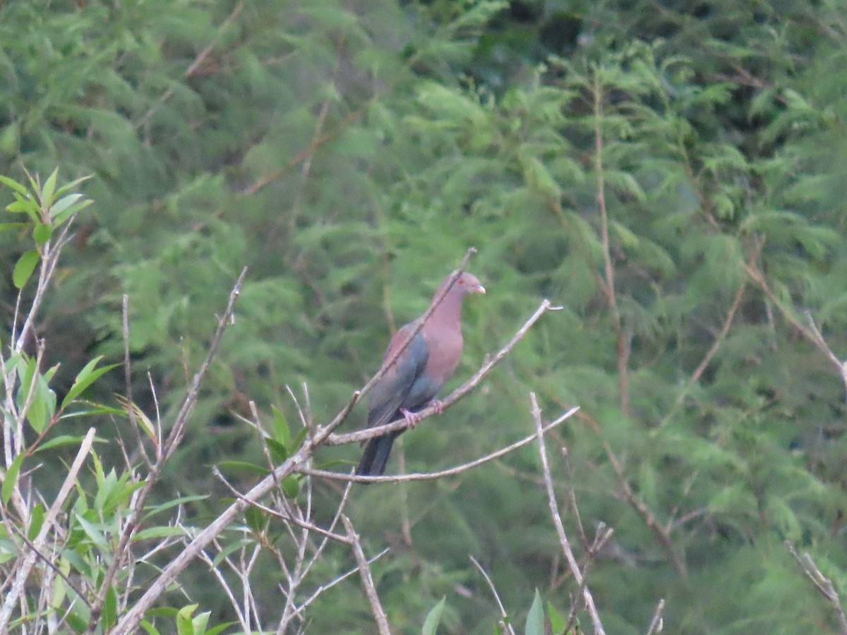 Red-billed Pigeon - ML622057291