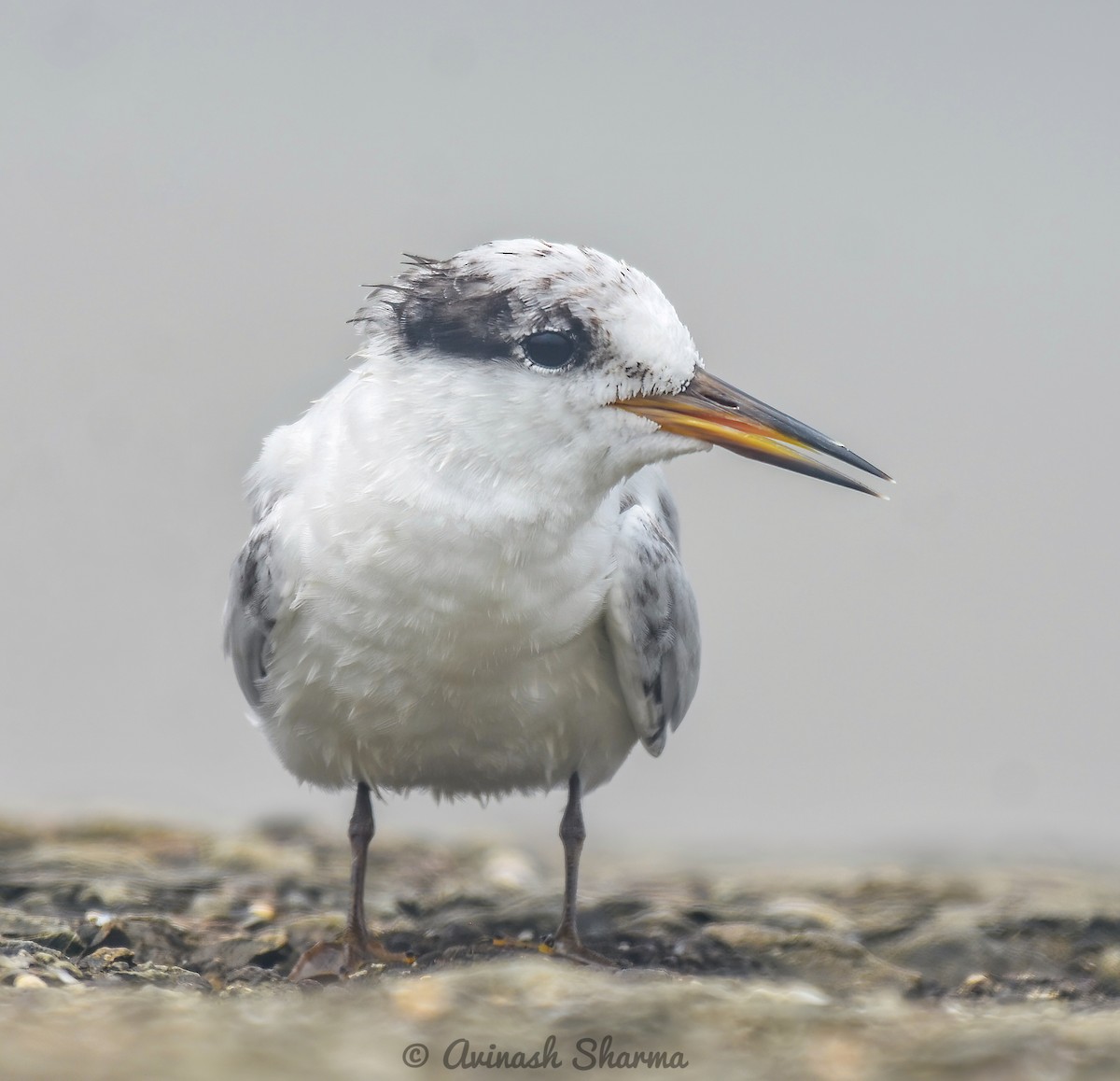 Saunders's Tern - ML622057300