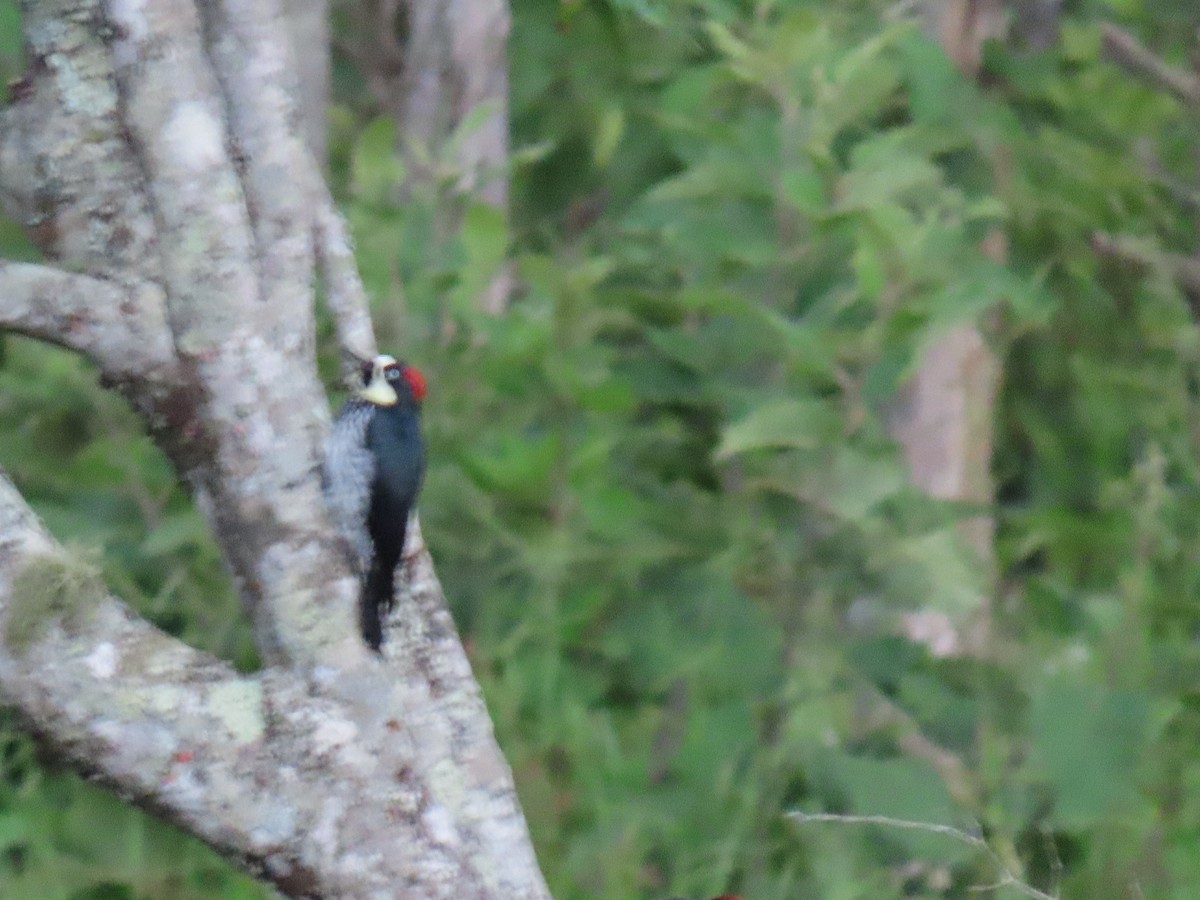 Acorn Woodpecker - ML622057303