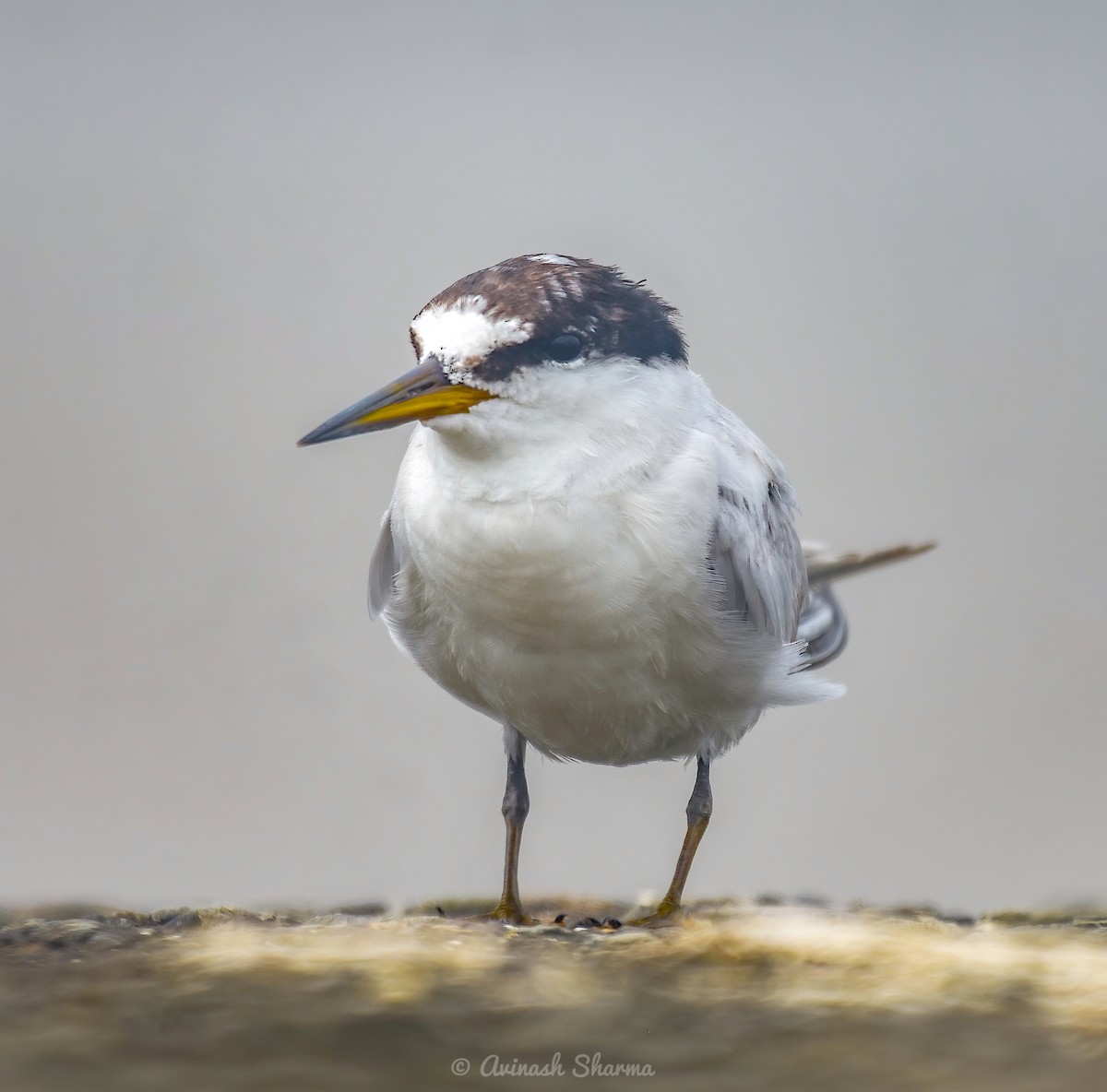 Saunders's Tern - ML622057310