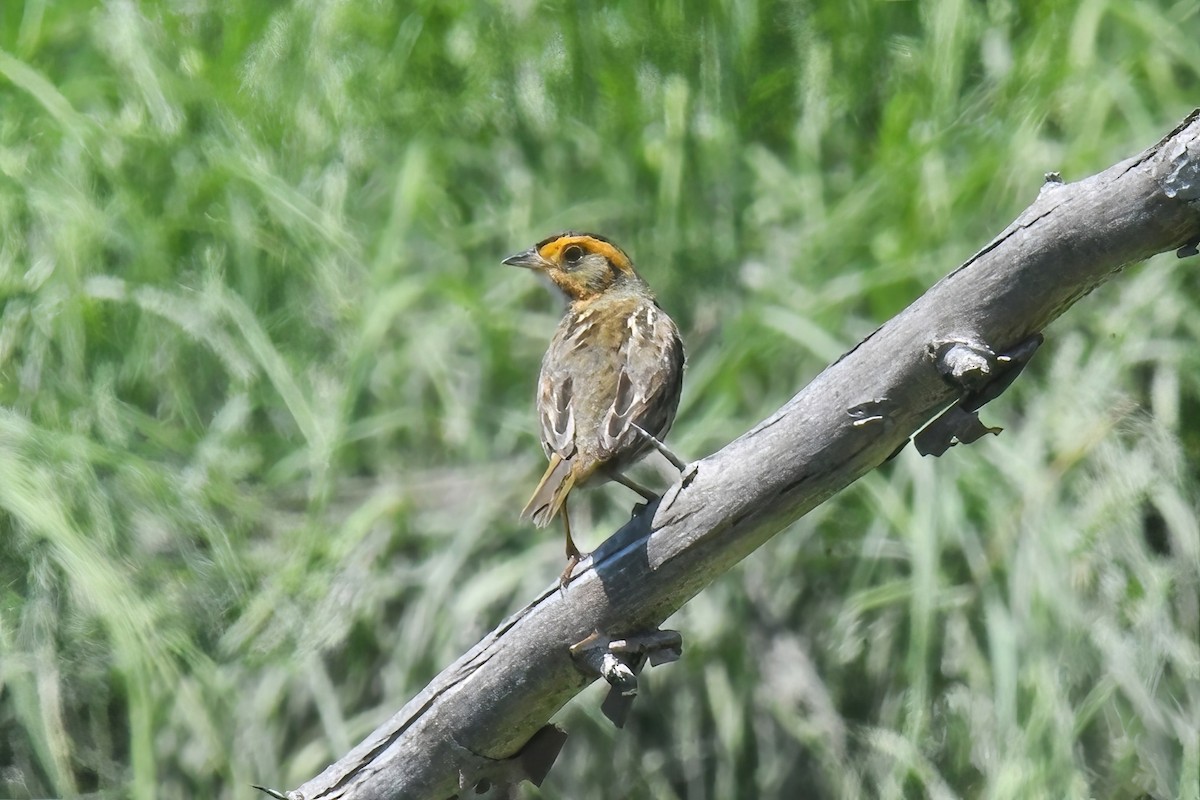 Bruant à queue aiguë - ML622057325