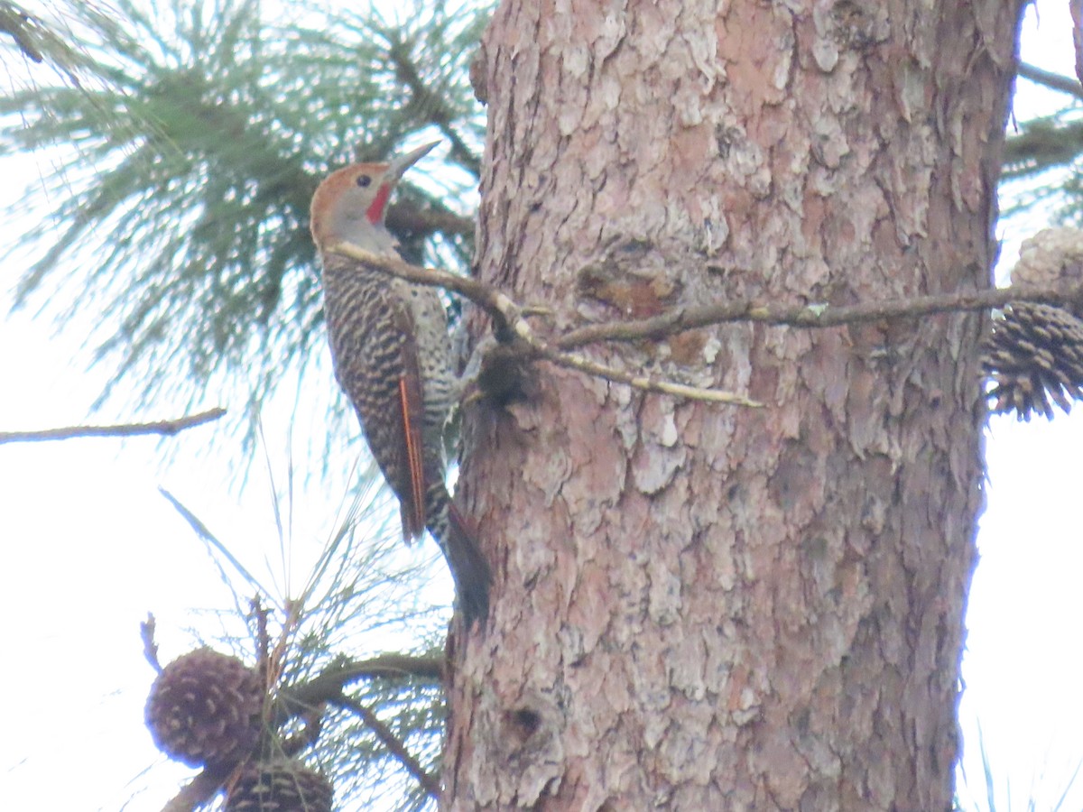 Northern Flicker - ML622057326