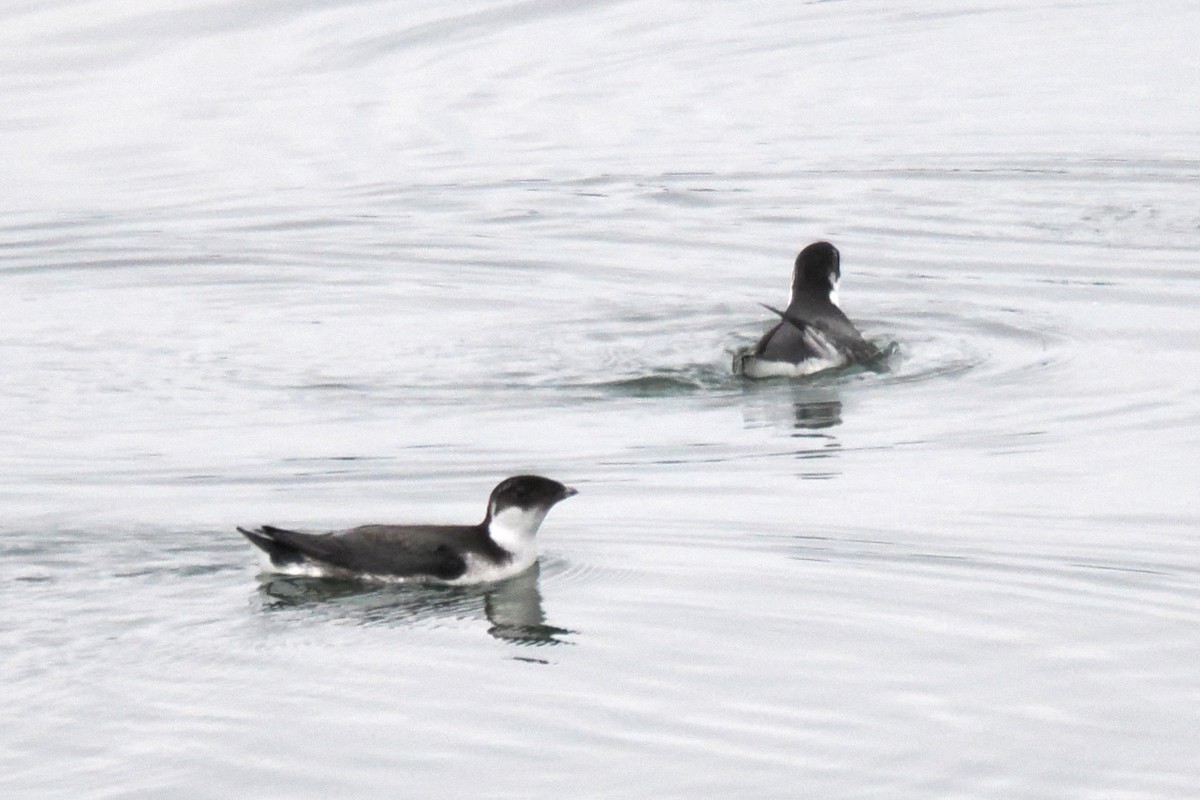 Guillemot à cou blanc - ML622057333