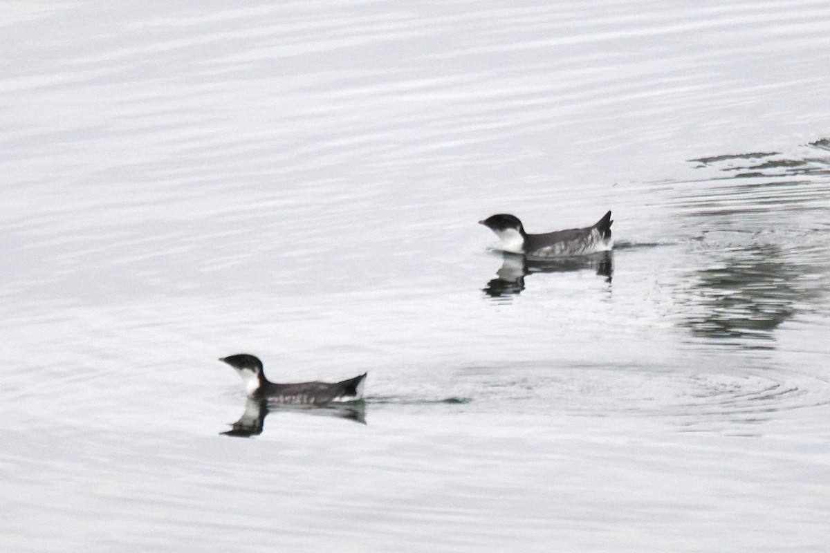 Guillemot à cou blanc - ML622057334