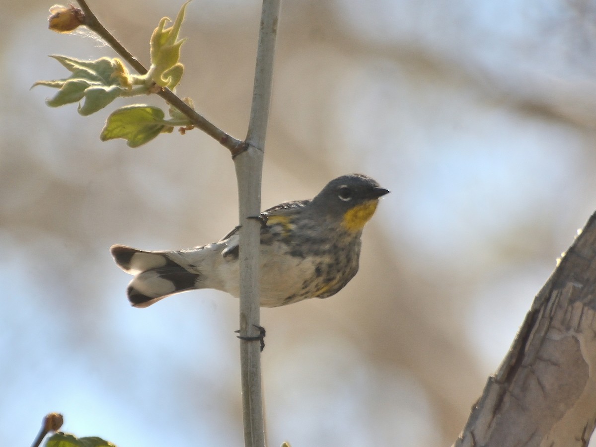 Yellow-rumped Warbler - Alan Seelye-James