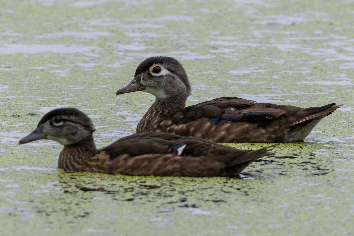 Canard branchu - ML622057347