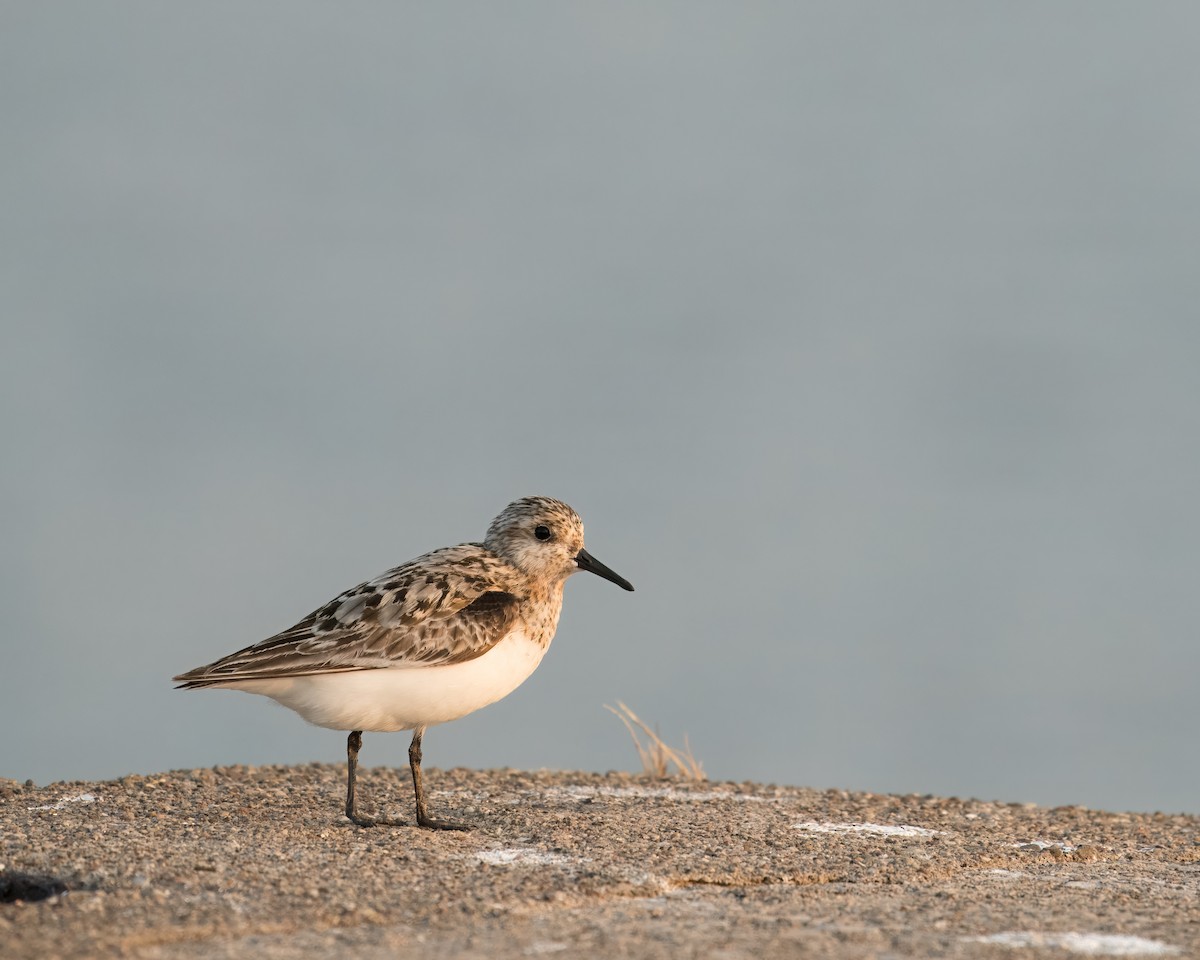 Bécasseau sanderling - ML622057349