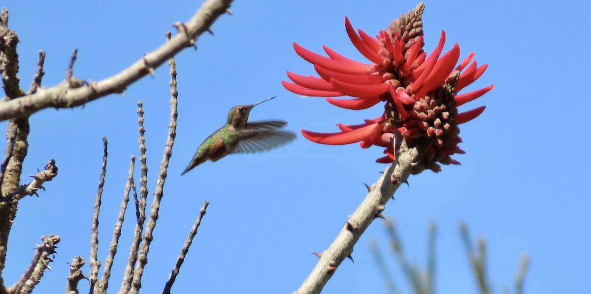 Colibri roux ou C. d'Allen - ML622057352