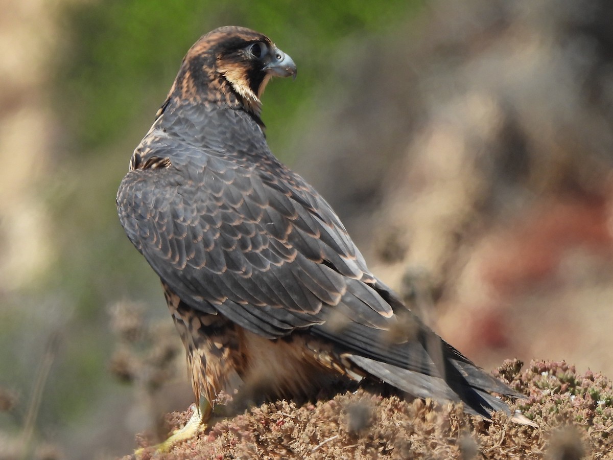 Peregrine Falcon - ML622057365