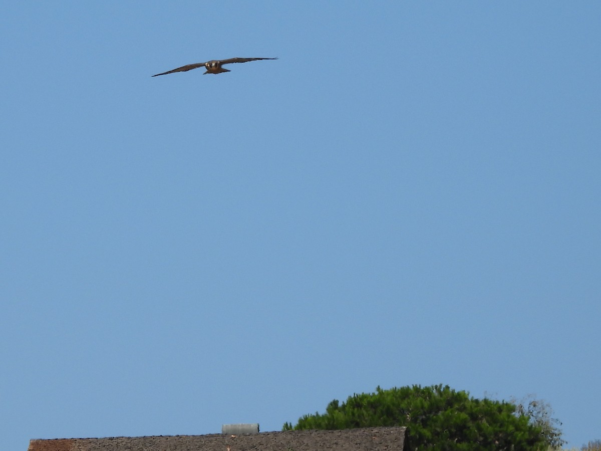 Peregrine Falcon - ML622057366