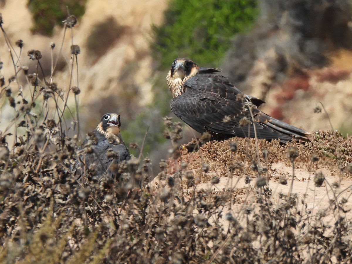 Peregrine Falcon - ML622057367