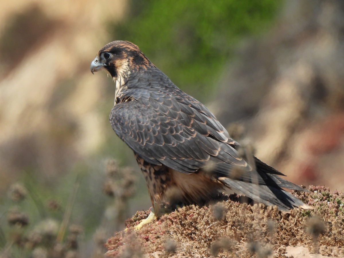 Peregrine Falcon - ML622057368