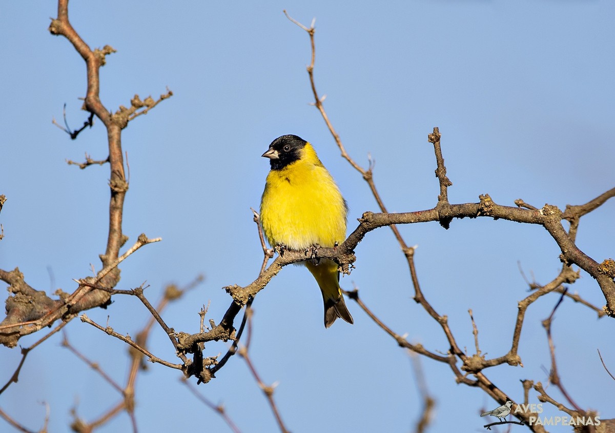 Hooded Siskin - ML622057369