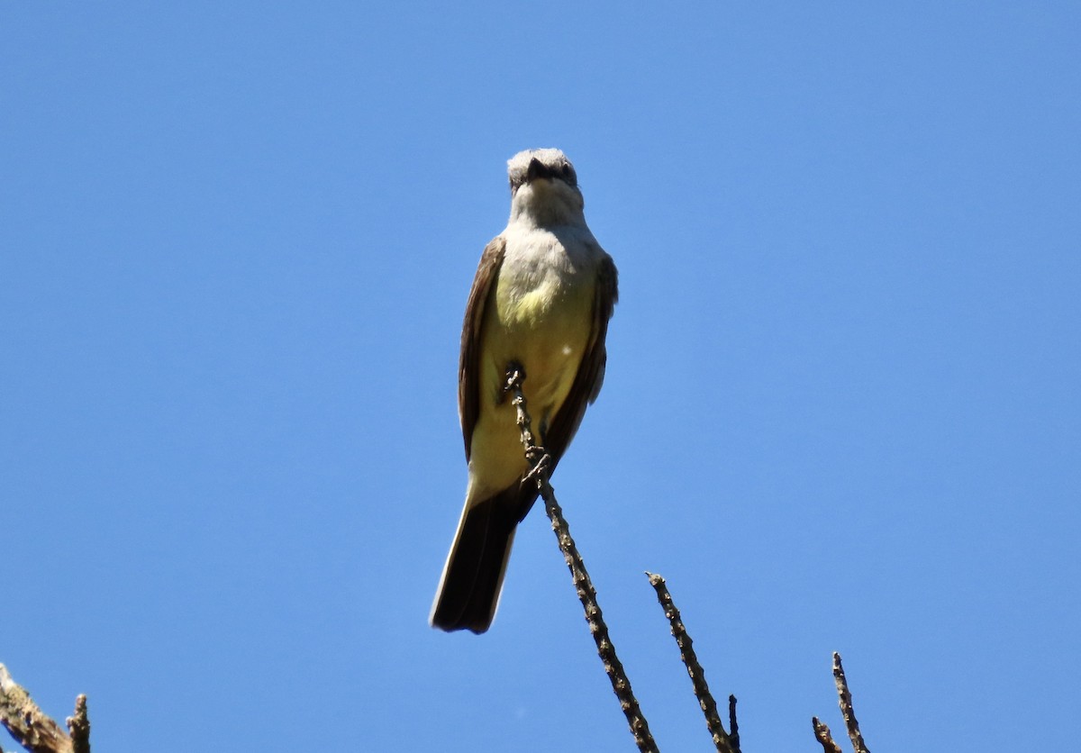 Western Kingbird - ML622057371