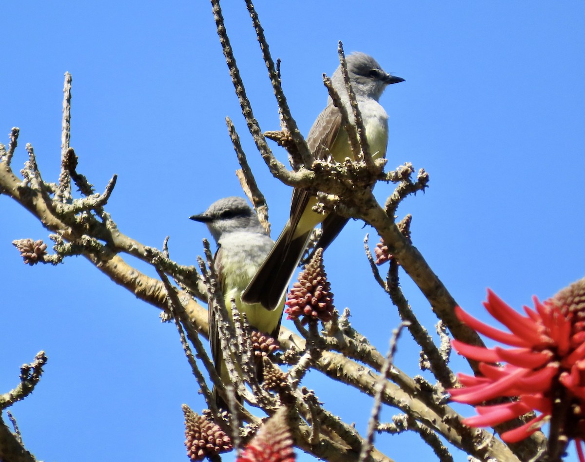 Western Kingbird - ML622057372