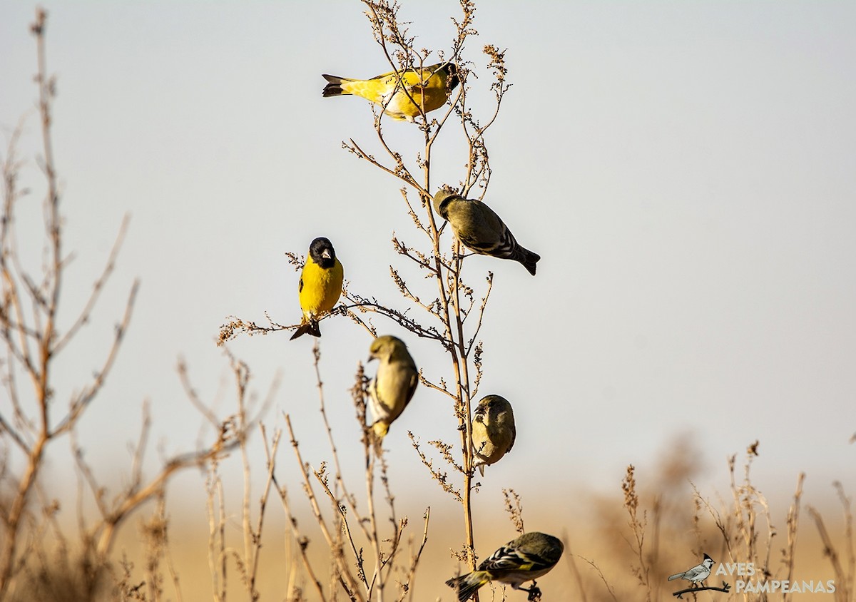 Hooded Siskin - ML622057373