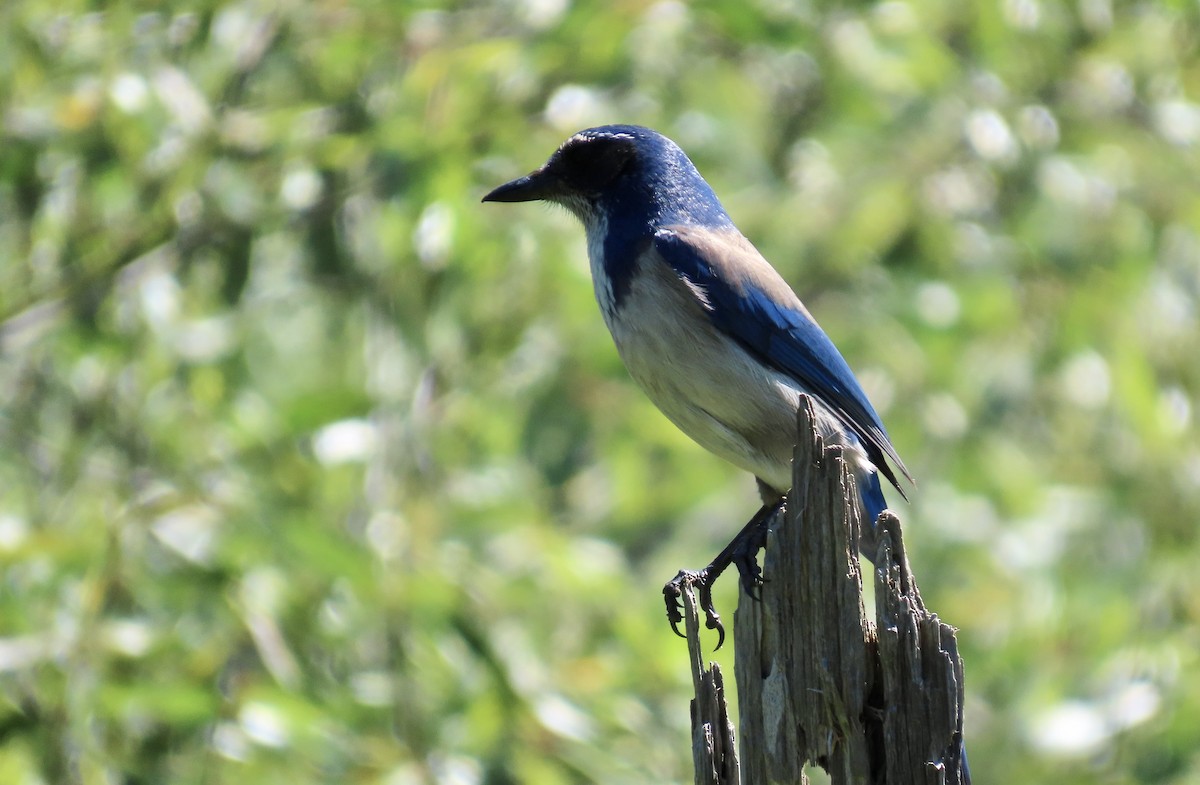 California Scrub-Jay - ML622057374