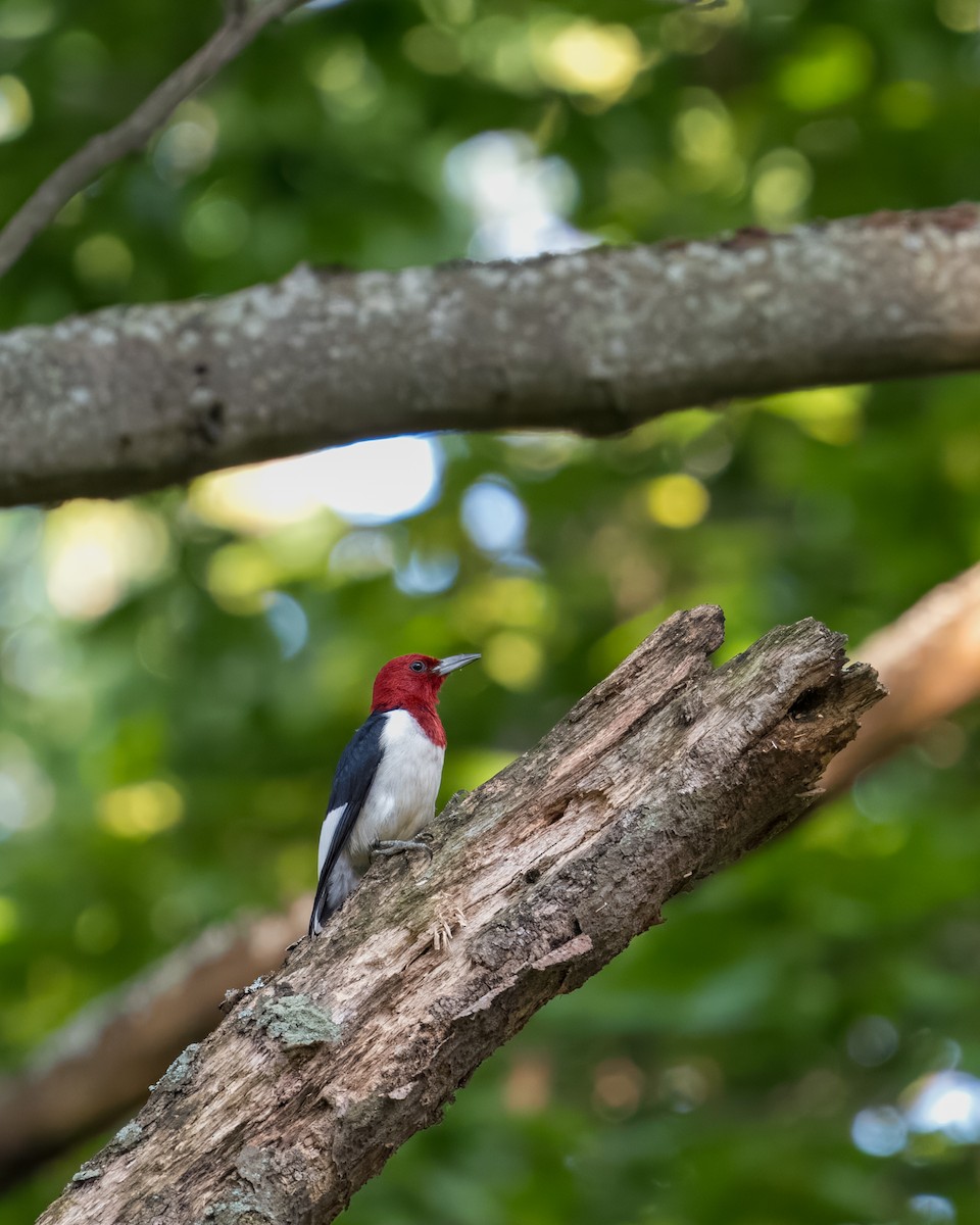Red-headed Woodpecker - ML622057375