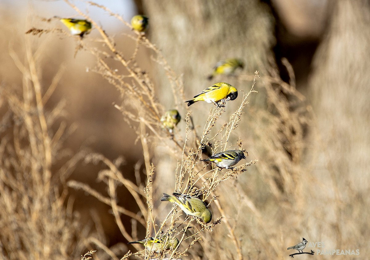 Hooded Siskin - Alberto Bravo