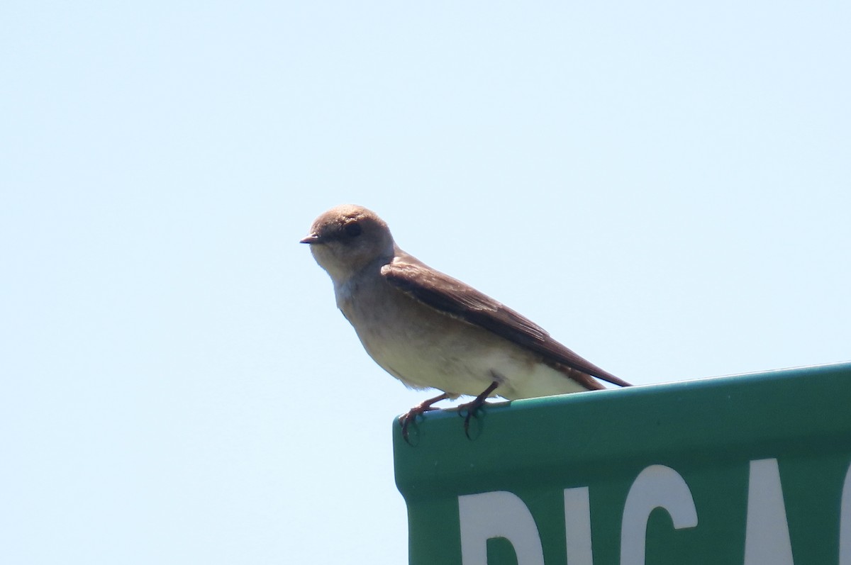 Northern Rough-winged Swallow - ML622057377