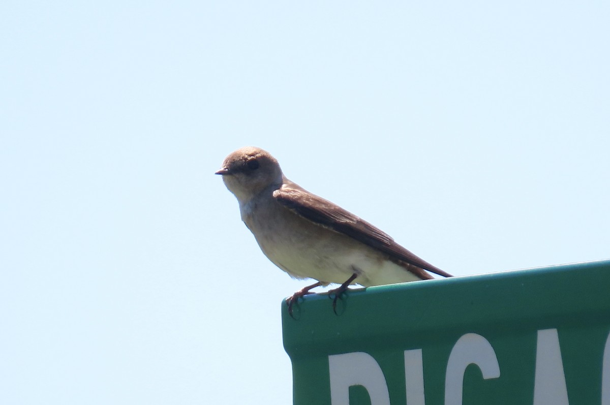 Golondrina Aserrada - ML622057377