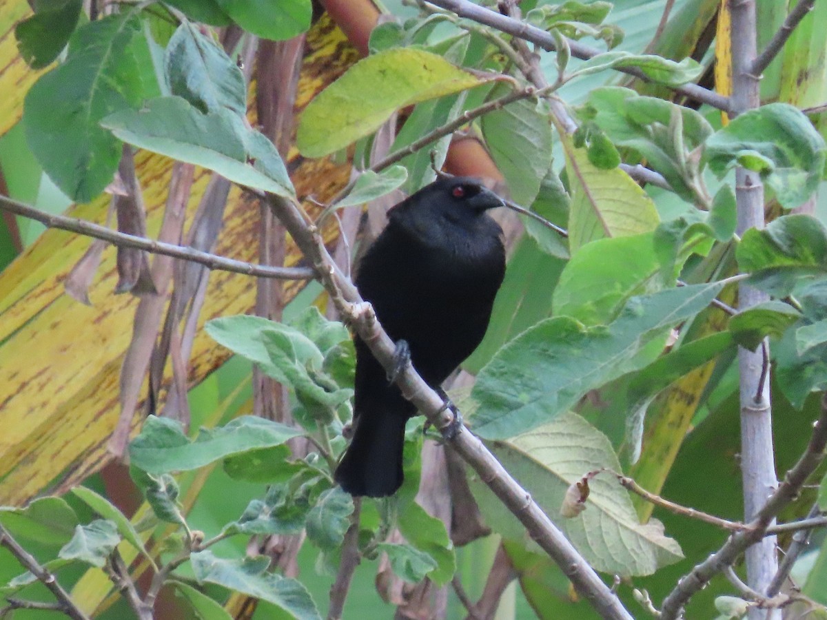 Bronzed Cowbird - ML622057381