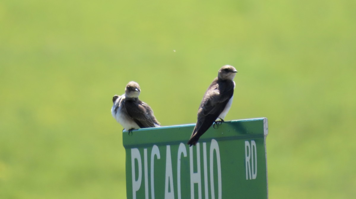Northern Rough-winged Swallow - ML622057382