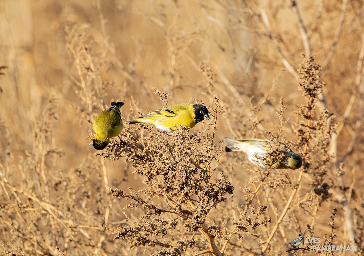 Hooded Siskin - ML622057383