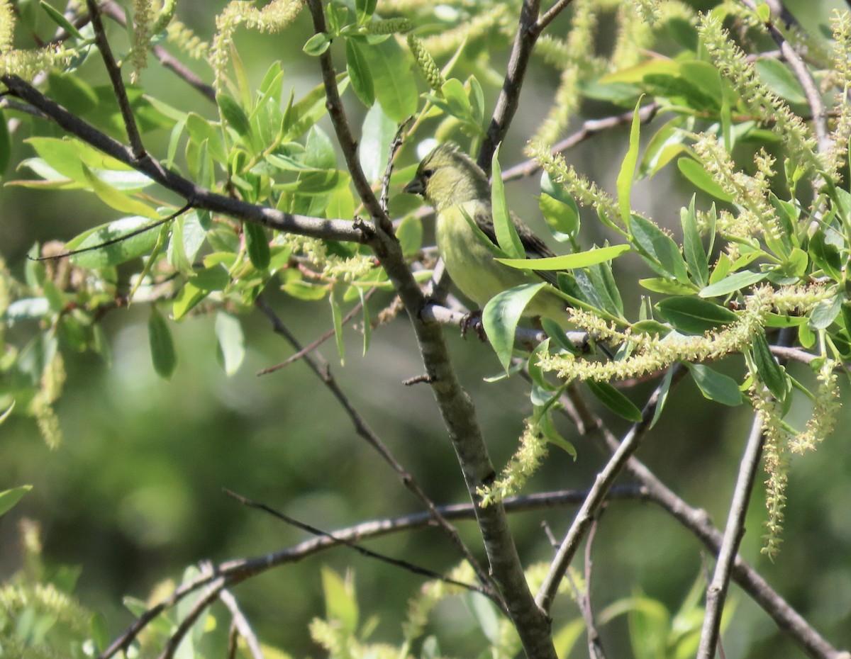 Lesser Goldfinch - ML622057384