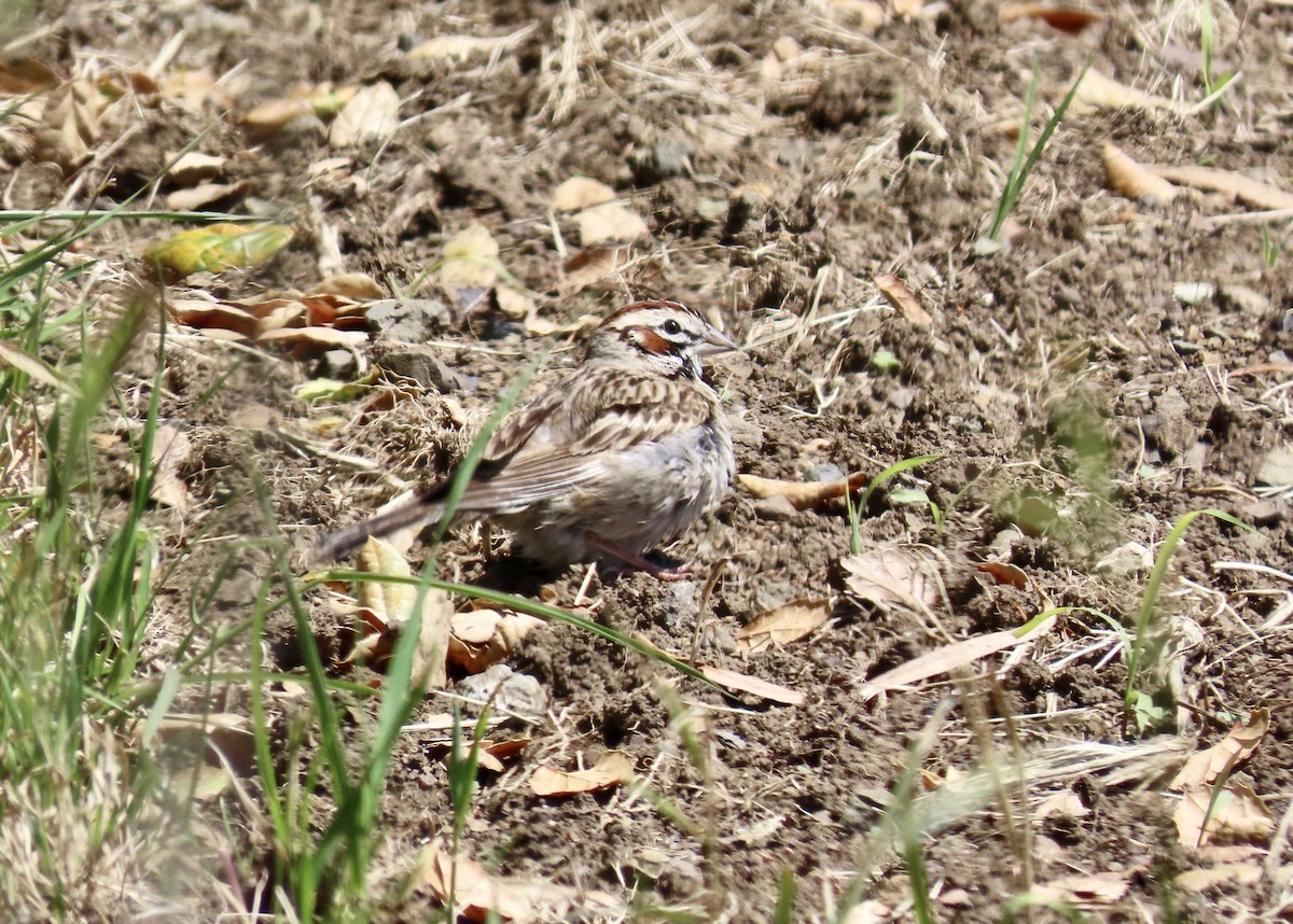 Lark Sparrow - ML622057386