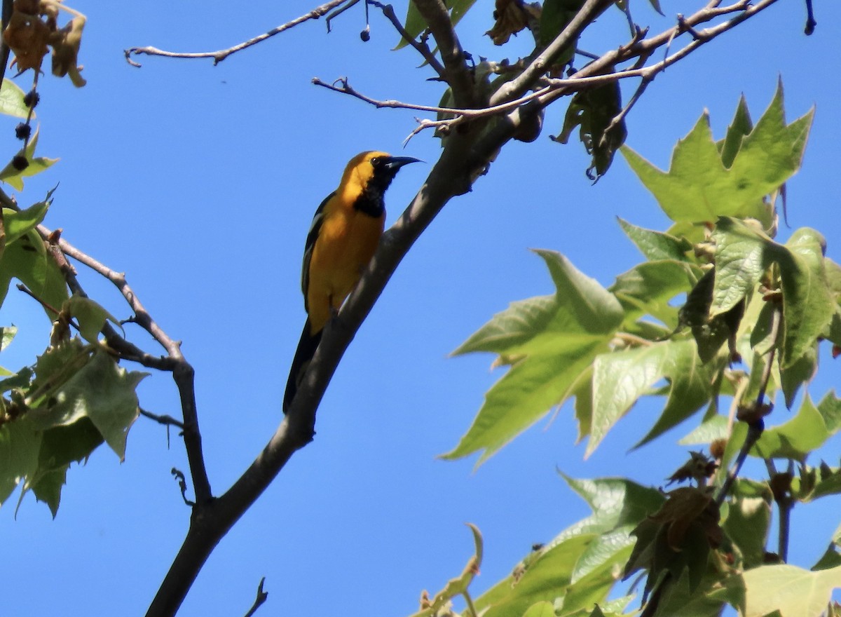 Hooded Oriole - Petra Clayton