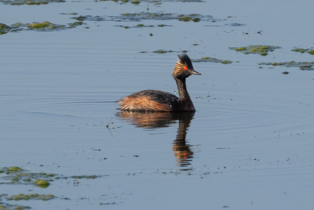 Eared Grebe - ML622057388