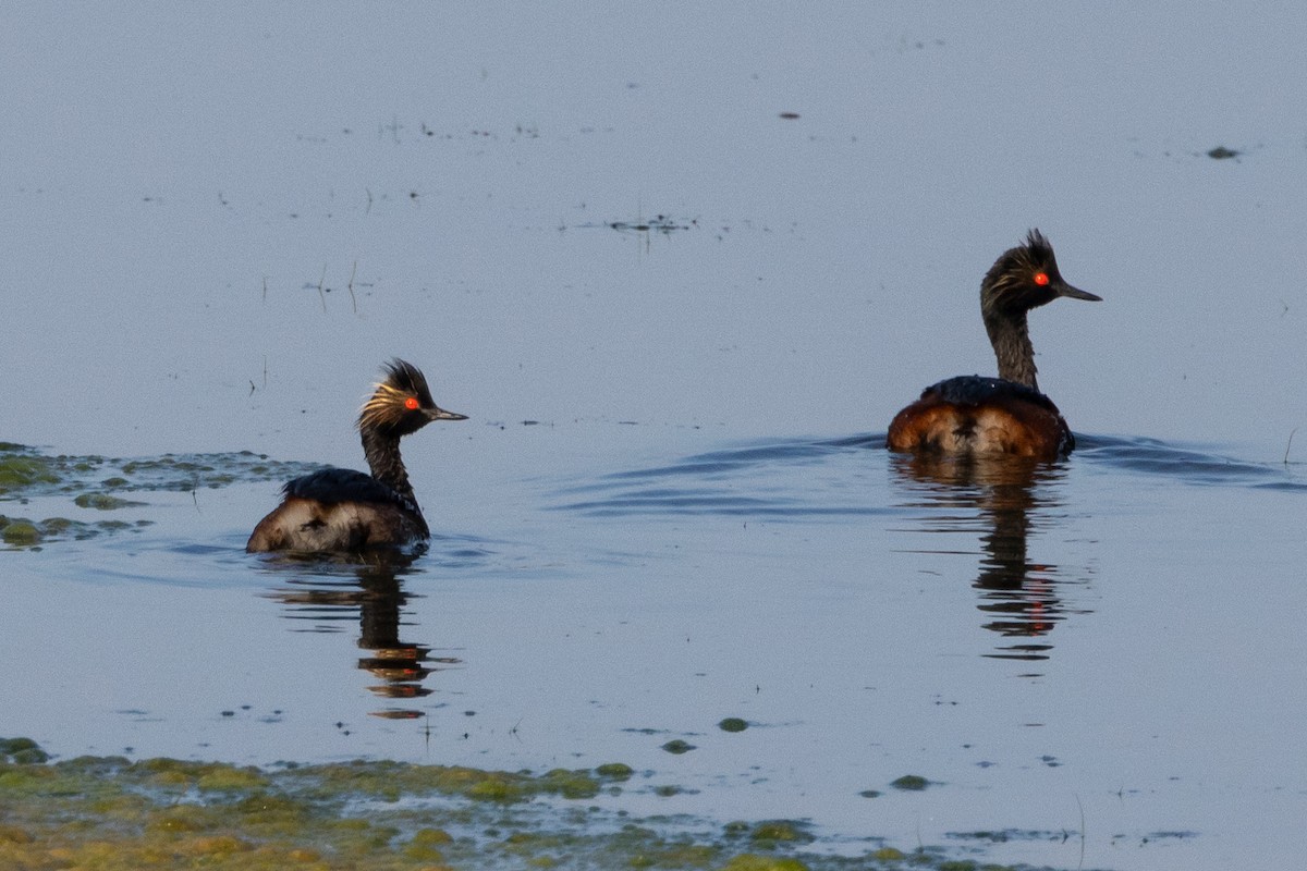 Eared Grebe - KIRK BELLER