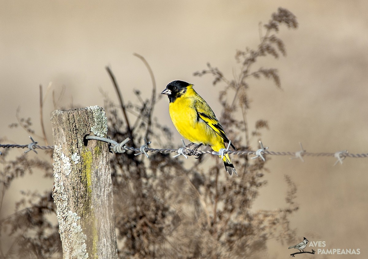 Hooded Siskin - ML622057390