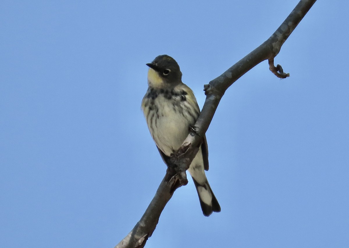 Yellow-rumped Warbler - Petra Clayton