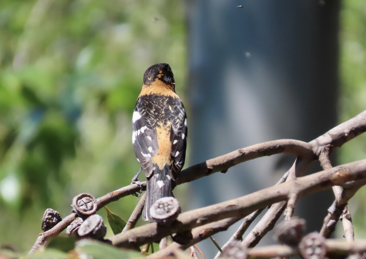 Black-headed Grosbeak - ML622057393