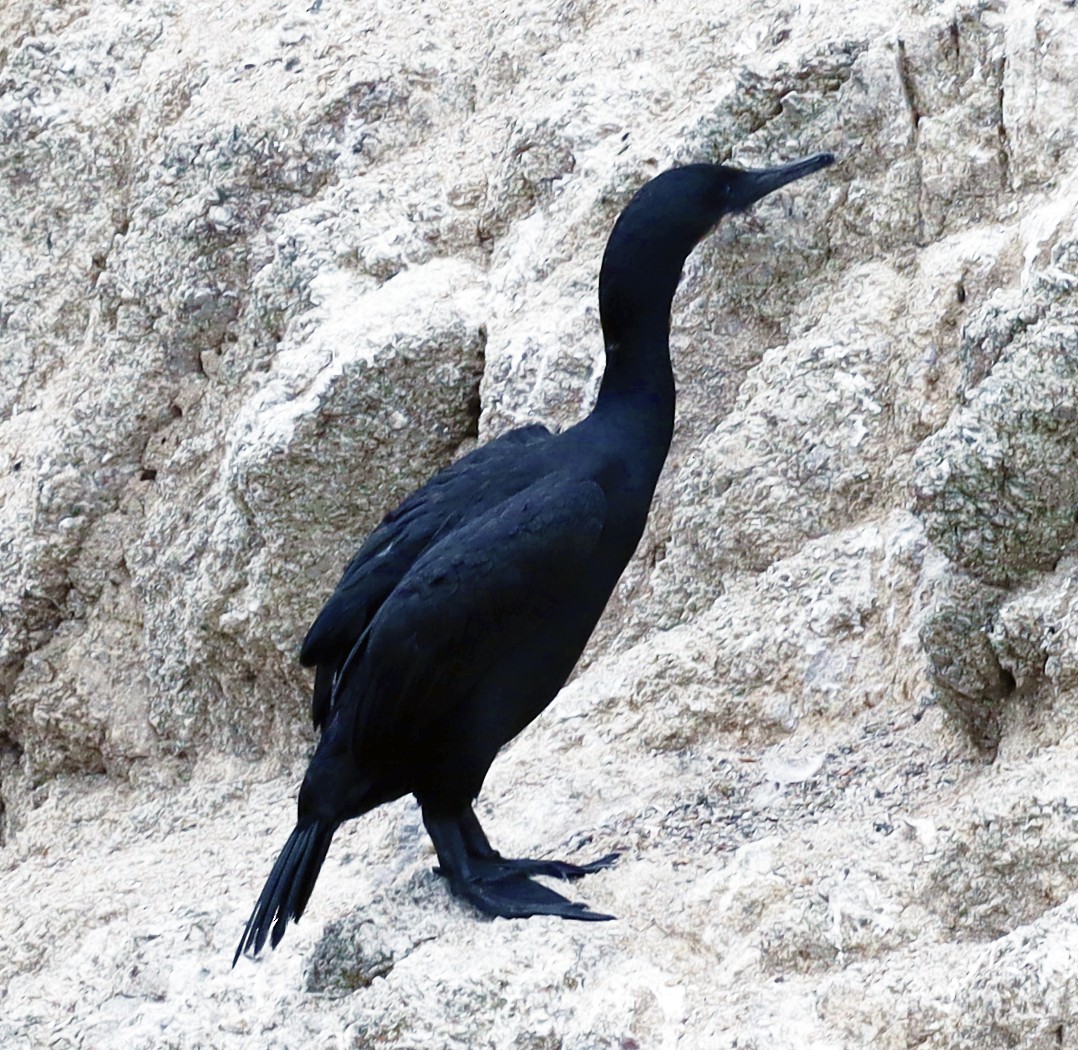 Pelagic Cormorant - Connie Haile