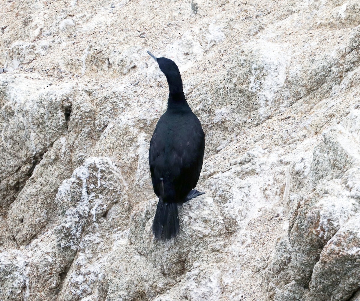 Pelagic Cormorant - ML622057396