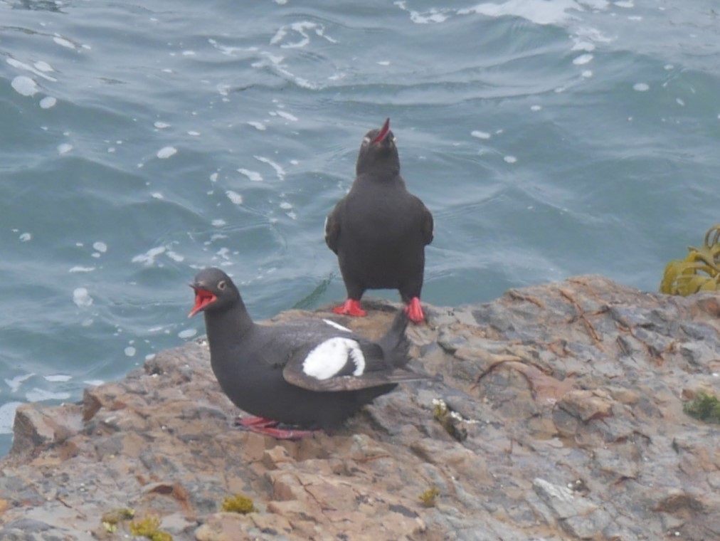 Pigeon Guillemot - ML622057397