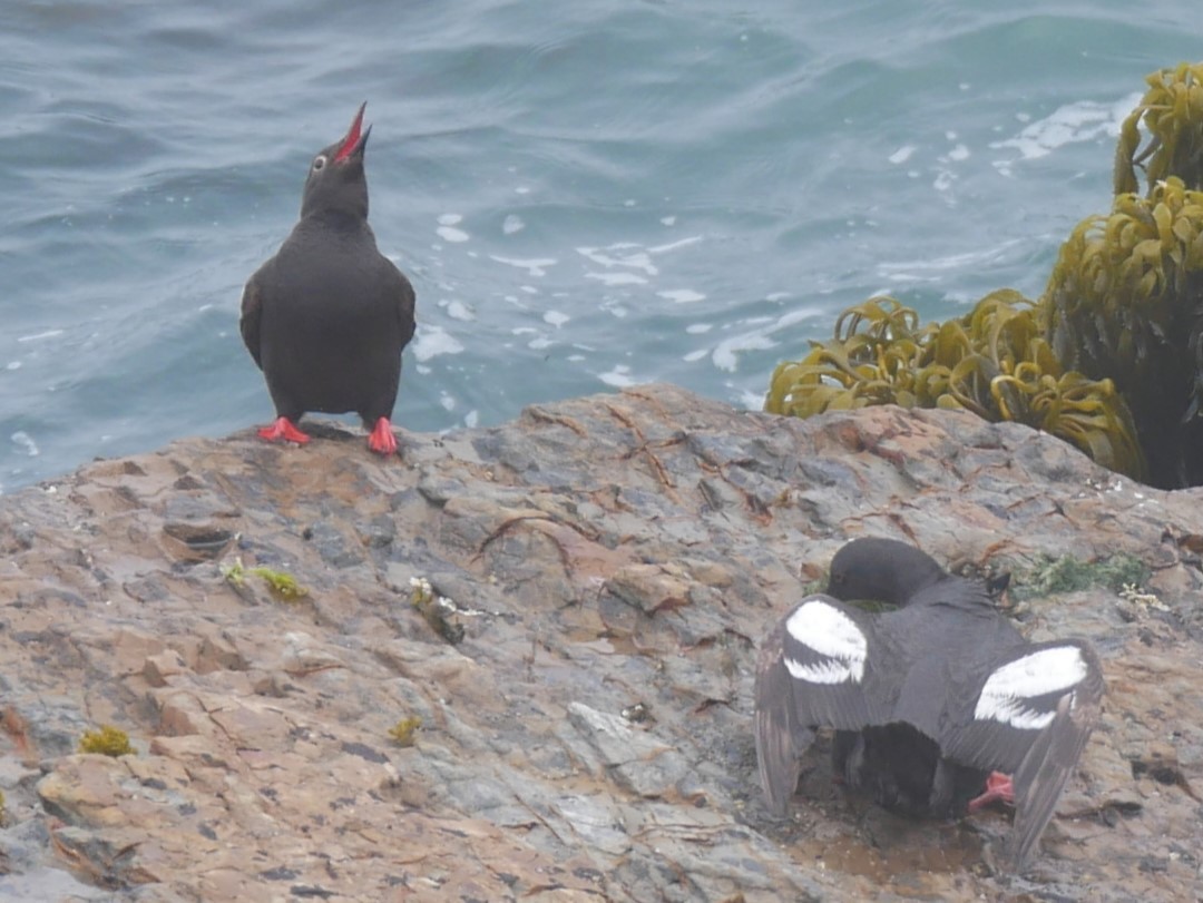 Pigeon Guillemot - ML622057398